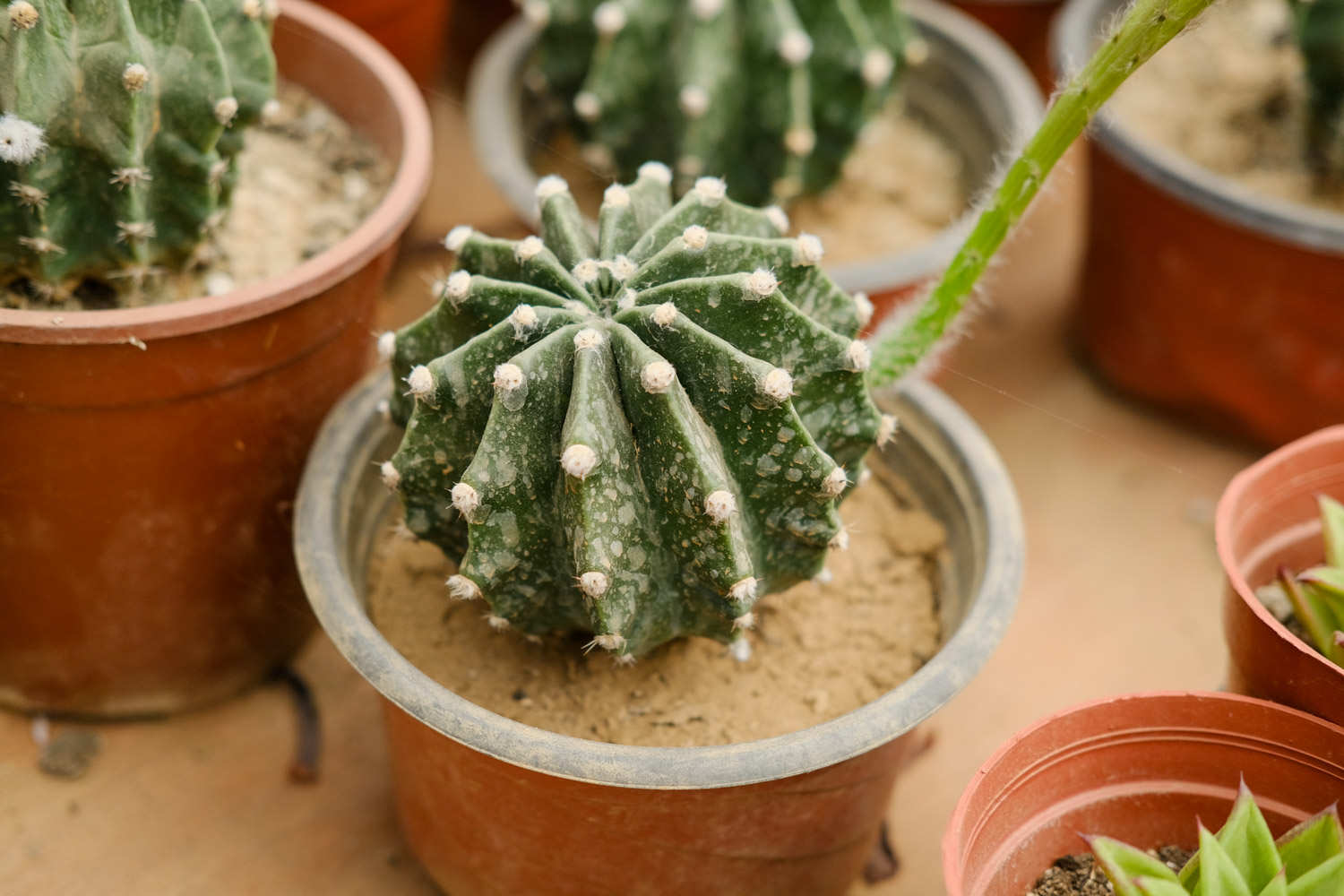 在仙人球生, 施肥, 可室外露养