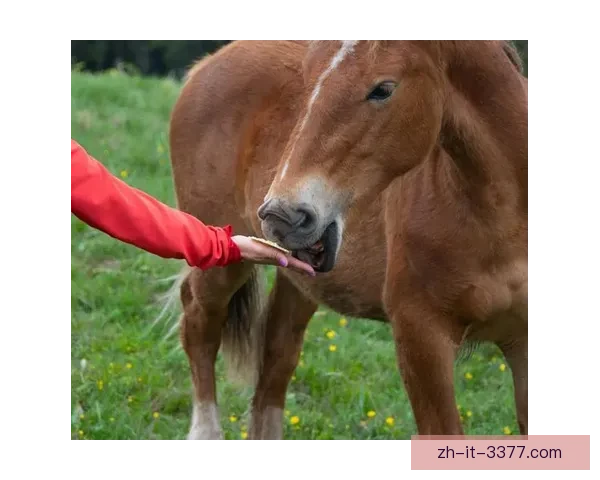 马术技巧大揭秘 练马全攻略及马匹养护技巧 马术技巧大揭秘 练马全攻略及马匹养护技巧